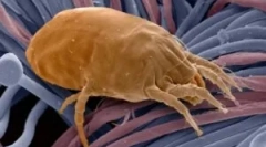 Fundusze i sposoby radzenia sobie z roztoczami pyłu